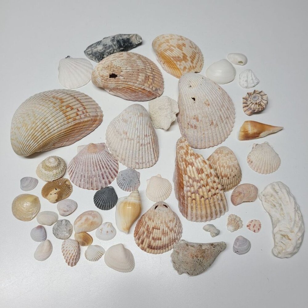 Seashell Nautical Decor Lot Mixed Sizes Half‎ Clam Pieces Broken Parts Crafting